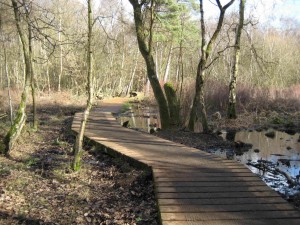 Wheelchair and buggy friendly walks in Surrey and Hampshire